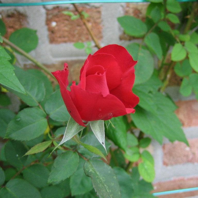 Rosa 'RADramblin' - First Editions® Ramblin' Red® Rose