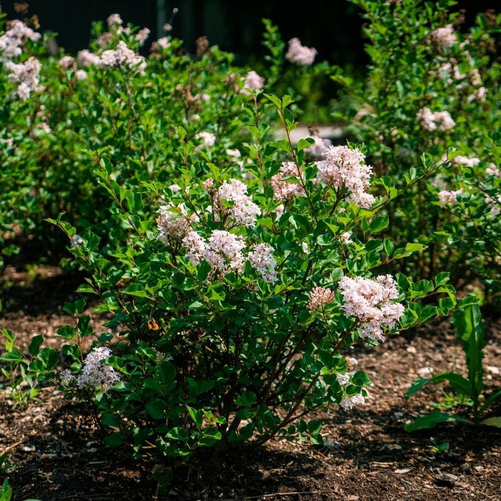 Syringa meyeri 'JDB123WHITEHOUSE' - Bloomin' Easy® Pearl Potion™ Korean Lilac