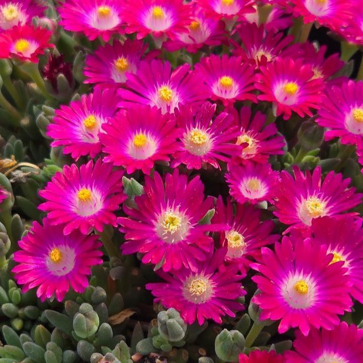 Delosperma cooperi 'DSAM13-1' - Jewel of Desert® Amethyst Ice Plant