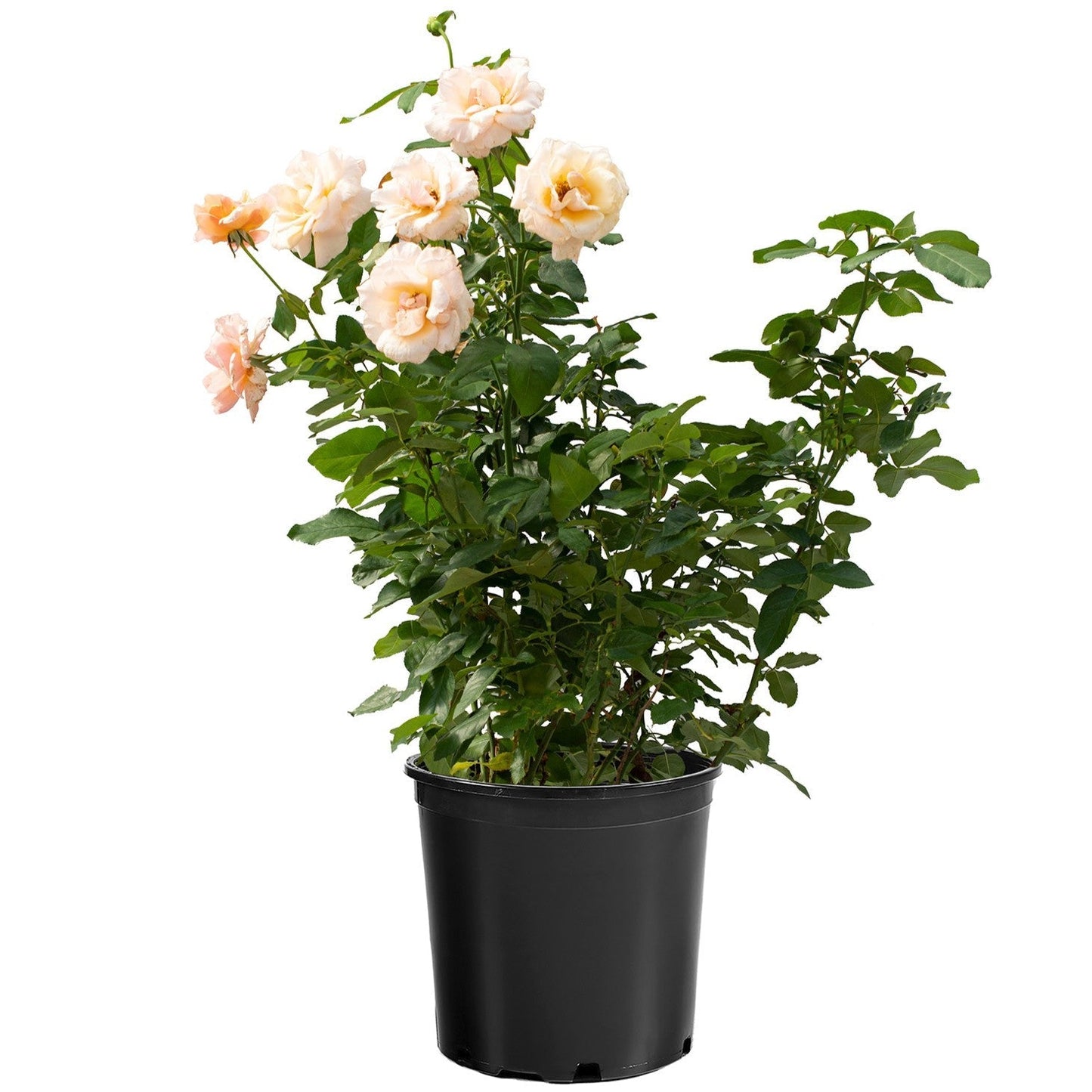 Rosa 'Meiludere' - Mother of Pearl® Rose