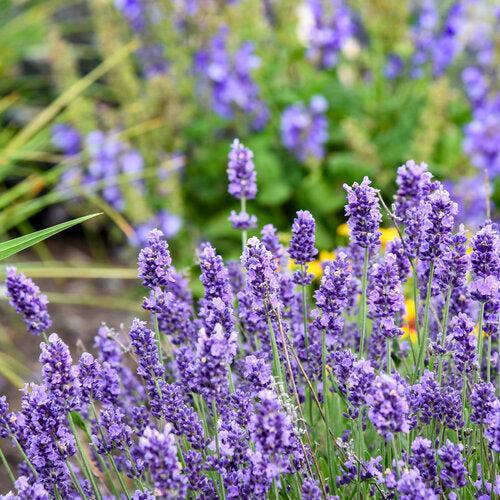 Lavandula angustifolia 'Summer Serenade' - Summer Serenade Lavender