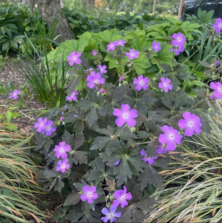Geranium maculatum 'Dark Roast' - Dark Roast Wild Cranesbill