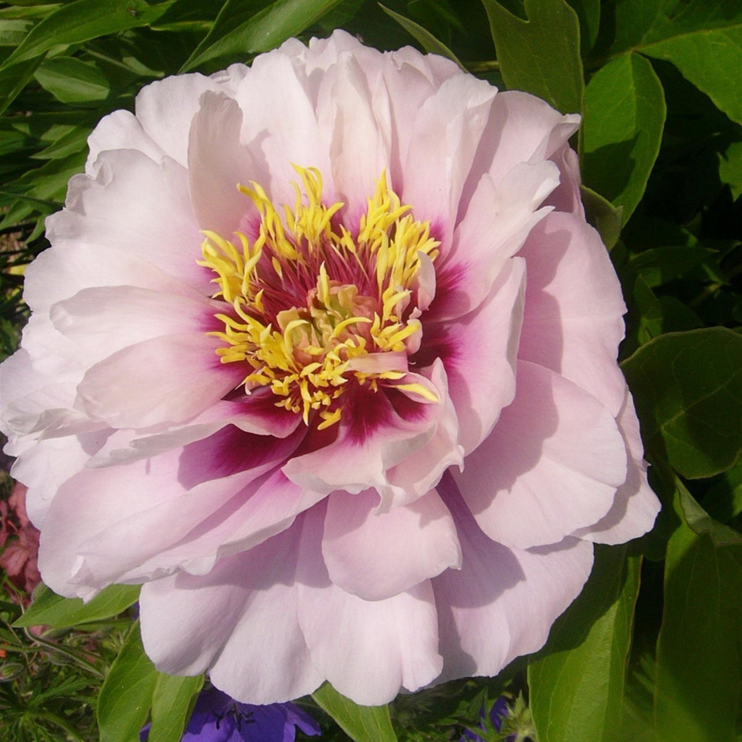 Paeonia 'Cora Louise' - Cora Louise Itoh Peony