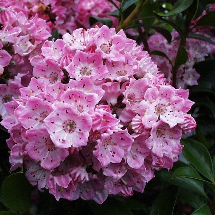 Kalmia latifolia 'Pink Globe' - Pink Globe Mountain Laurel