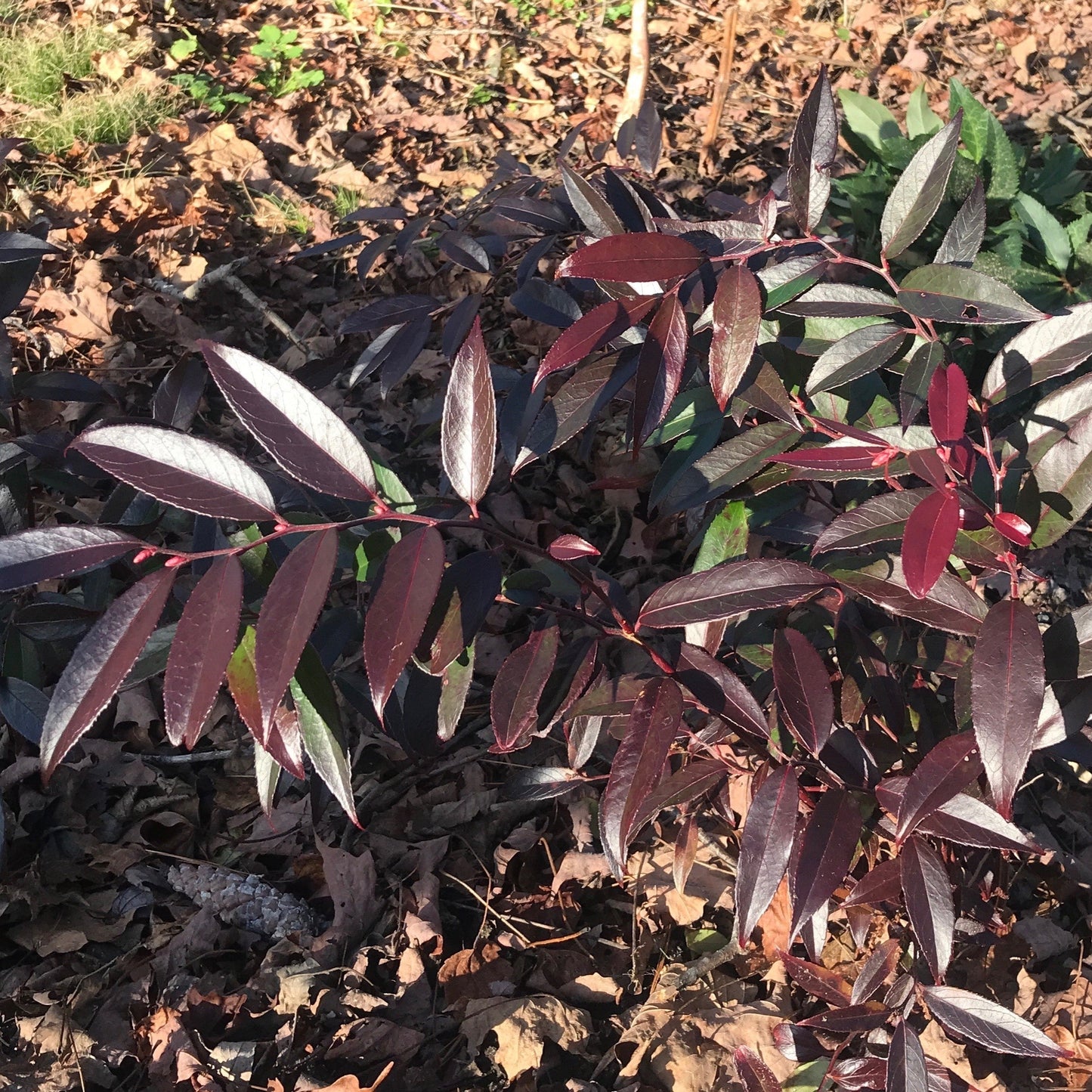 Leucothoe fontanesiana 'ReJoyce' - ReJoyce Leucothoe