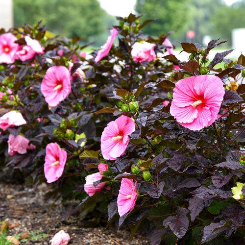 Summerific® Edge of Night Hibiscus