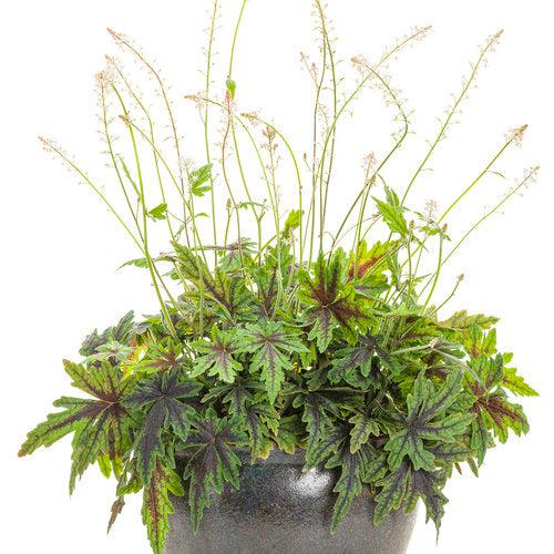 Tiarella 'Cutting Edge' - Cutting Edge Foamflower