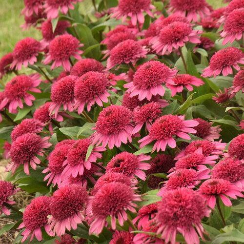 Echinacea 'Raspberry Beret' - Double Coded® Raspberry Beret Echinacea