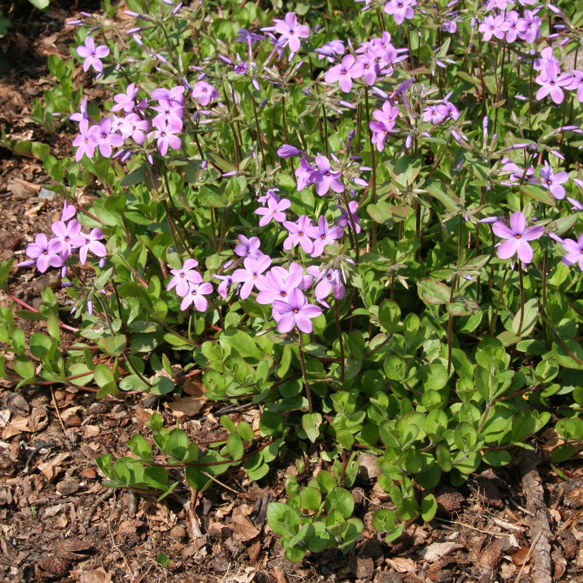 Phlox stolonifera - Creeping Phlox, Star-Rock Phlox