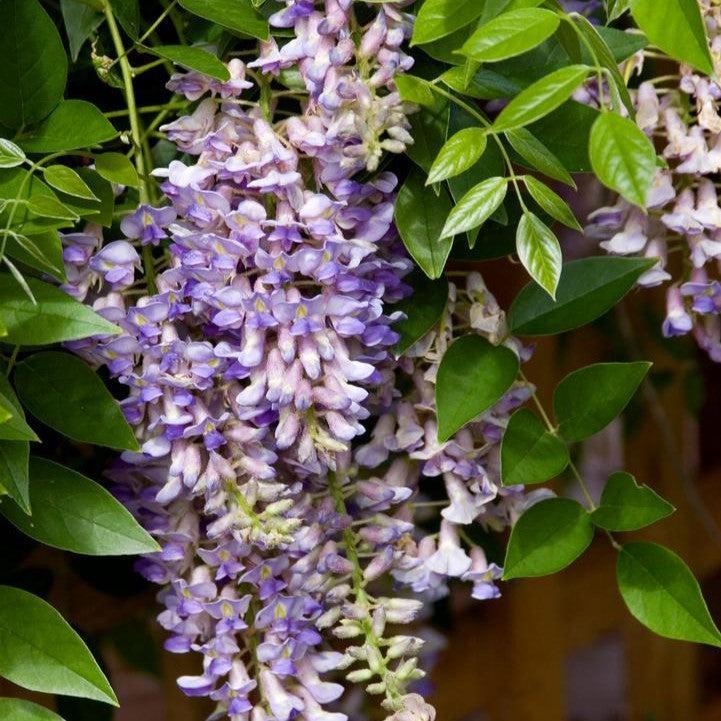 Wisteria macrostachys 'Betty Mathews' - First Editions® Summer Cascade™ Wisteria