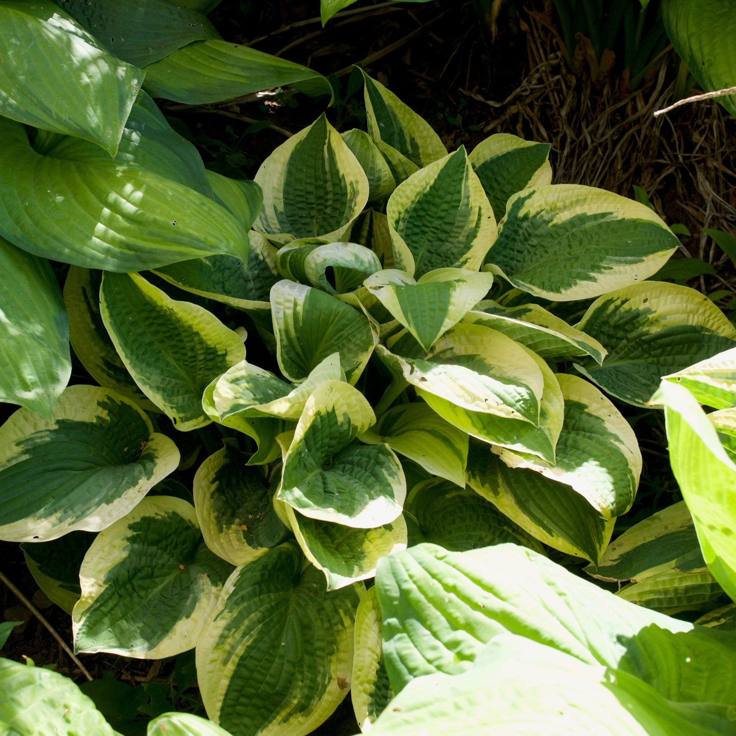 Hosta x 'Wide Brim' - Wide Brim Hosta