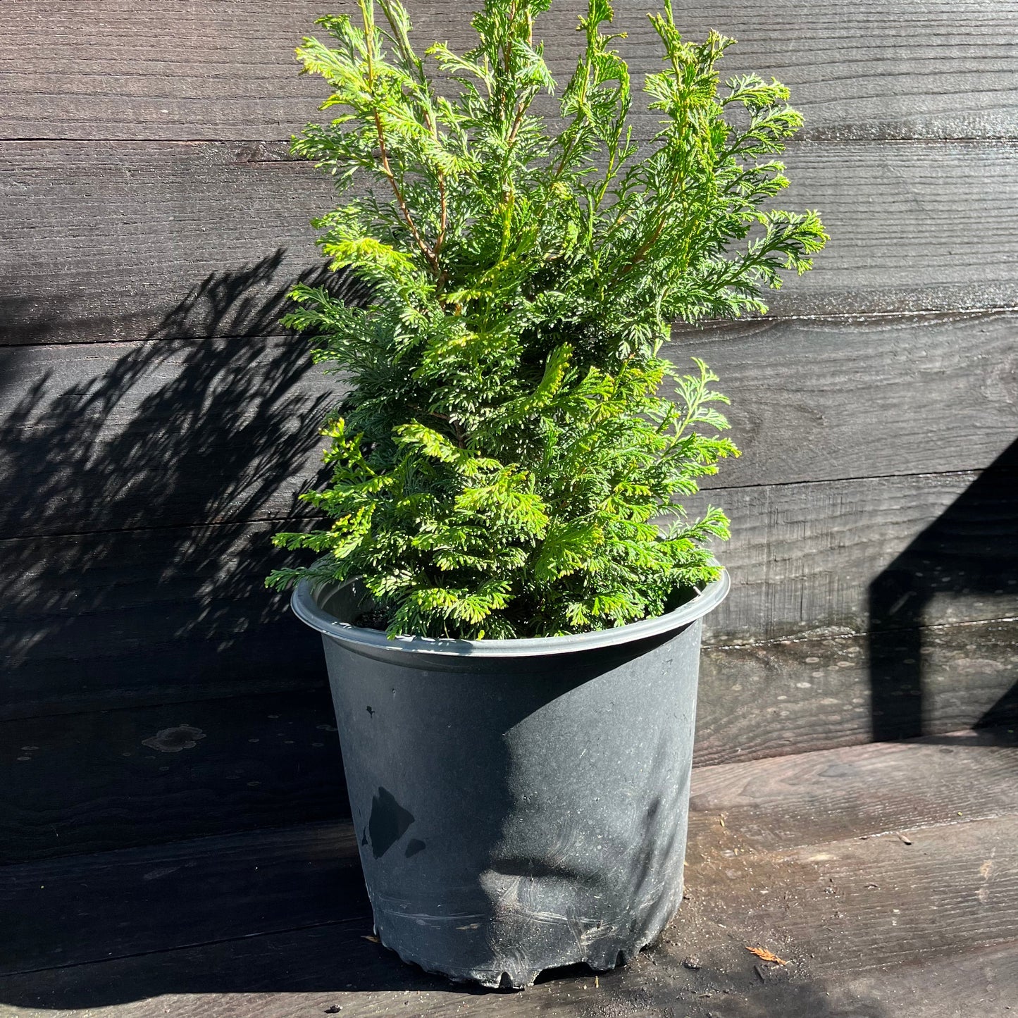 Chamaecyparis obtusa 'Gracilis' - Slender Hinoki False Cypress