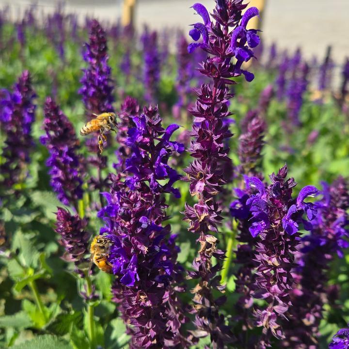 Salvia x nemorosa 'Balsalpur154' - Perpetual Purple™ Meadow Sage