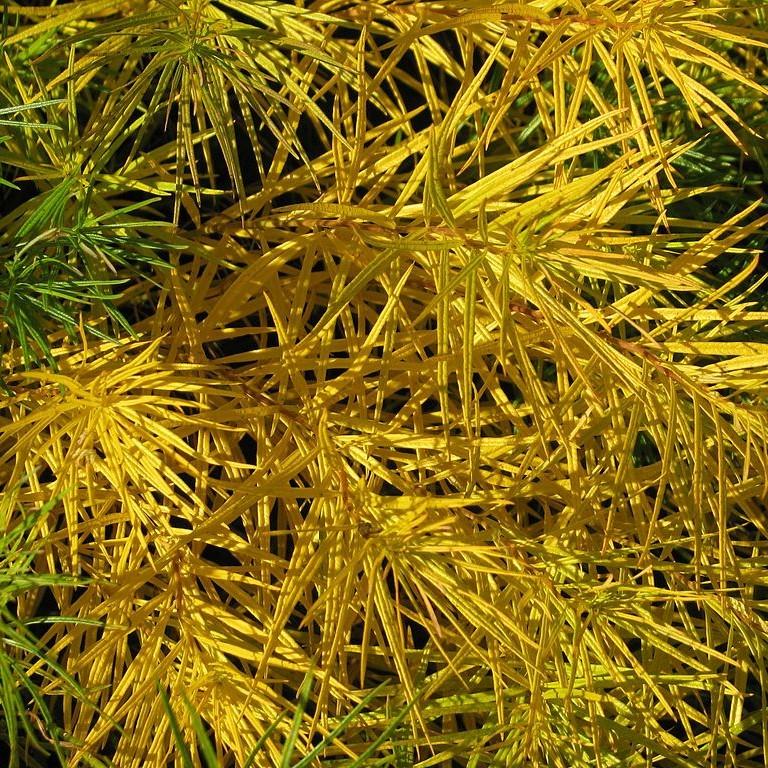 Threadleaf Blue Star, Arkansas Blue Star