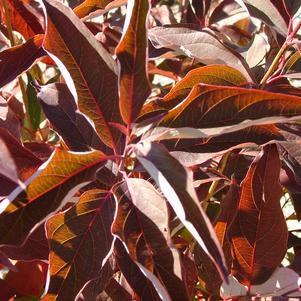 Cornus racemosa 'Hurzam' - Huron® Dogwood