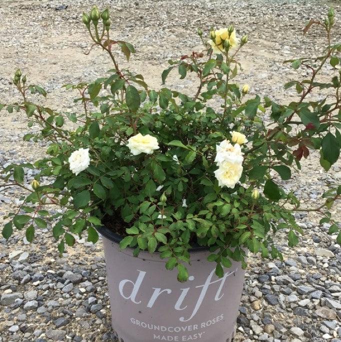 White Drift® Rose