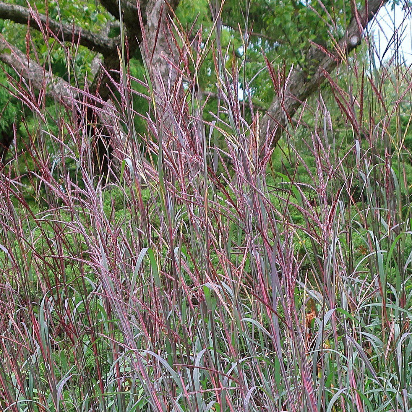 Andropogon gerardii 'Blackhawks' - Blackhawks Big Blue Stem
