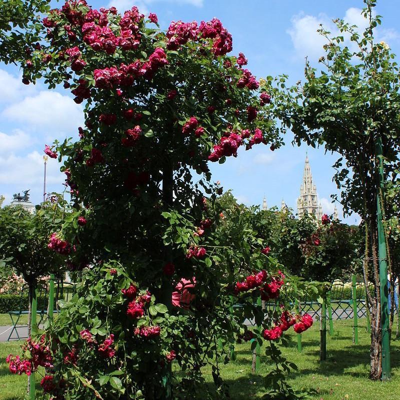 Rosa 'Blaze' - Blaze Climbing Rose