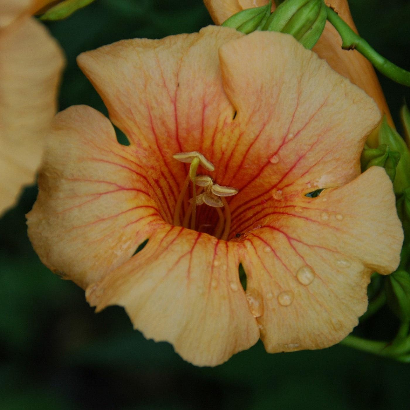 Campsis x tagliabuana 'Takarazuka Yellow' PP 23,918 - Summer Jazz™ Sunrise Gold Campsis