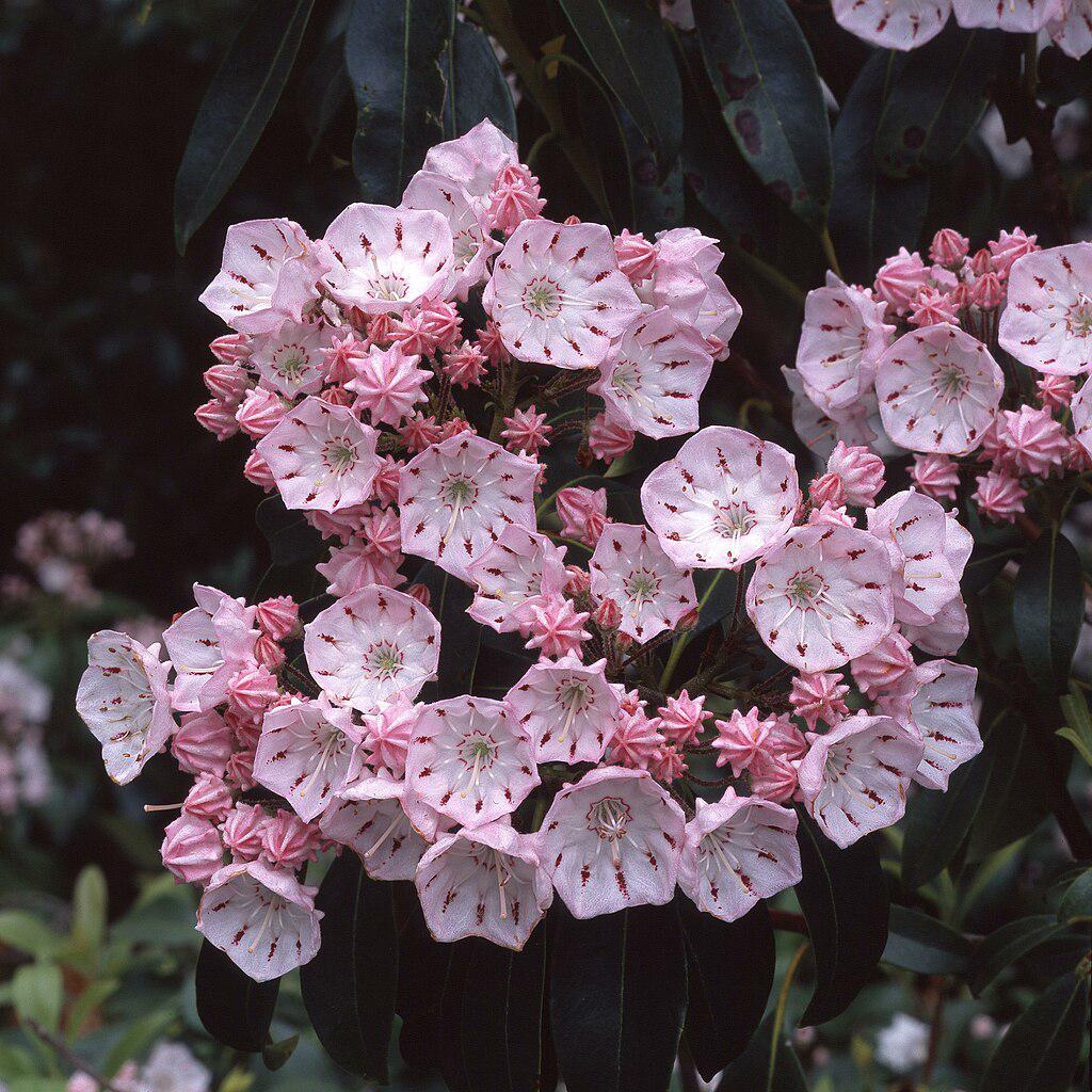 Kalmia latifolia 'Good Show' - Good Show Mountain Laurel