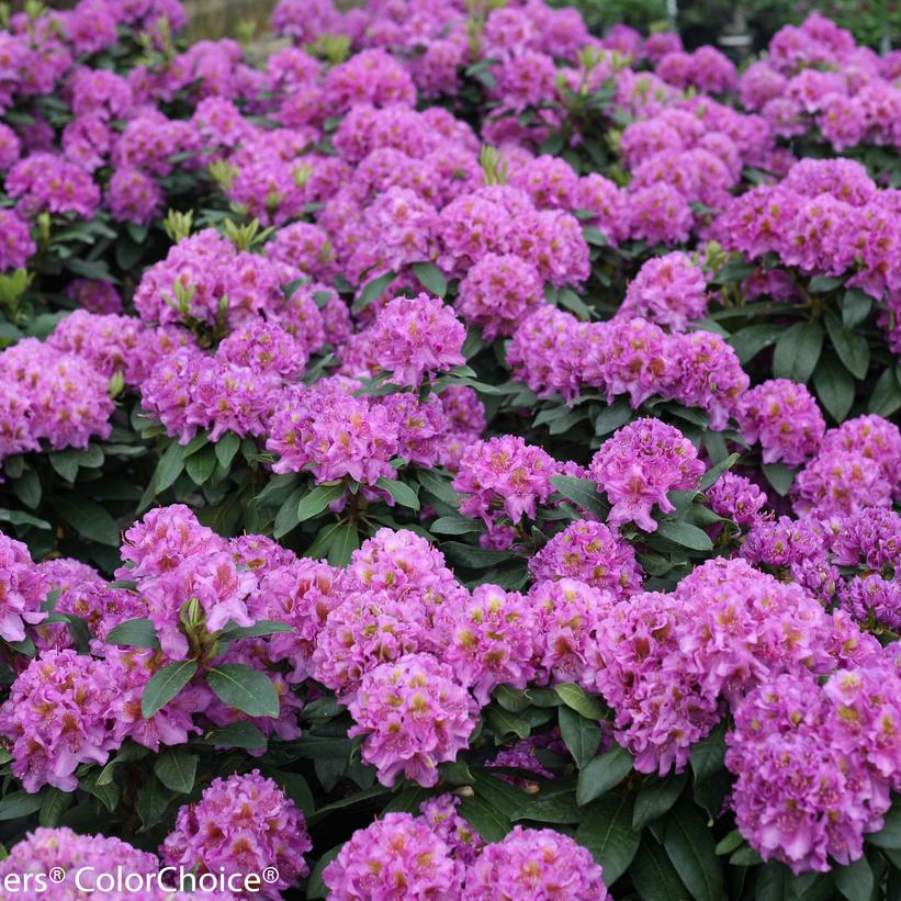 Rhododendron x 'Dandy Man Purple' - Dandy Man® Purple Rhododendron