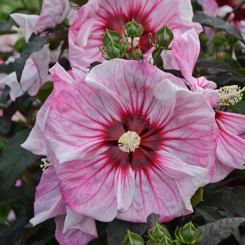 Hibiscus 'Cherry Choco Latte' - Summerific® Cherry Choco Latte Hibiscus