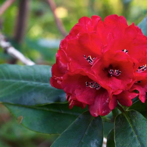 Rhododendron 'Blood Moon' - Blood Moon Rhododendron