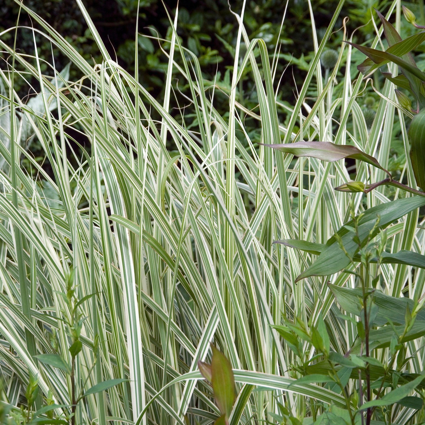 Miscanthus sinensis 'Rigoletto' - Rigoletto Maiden Grass