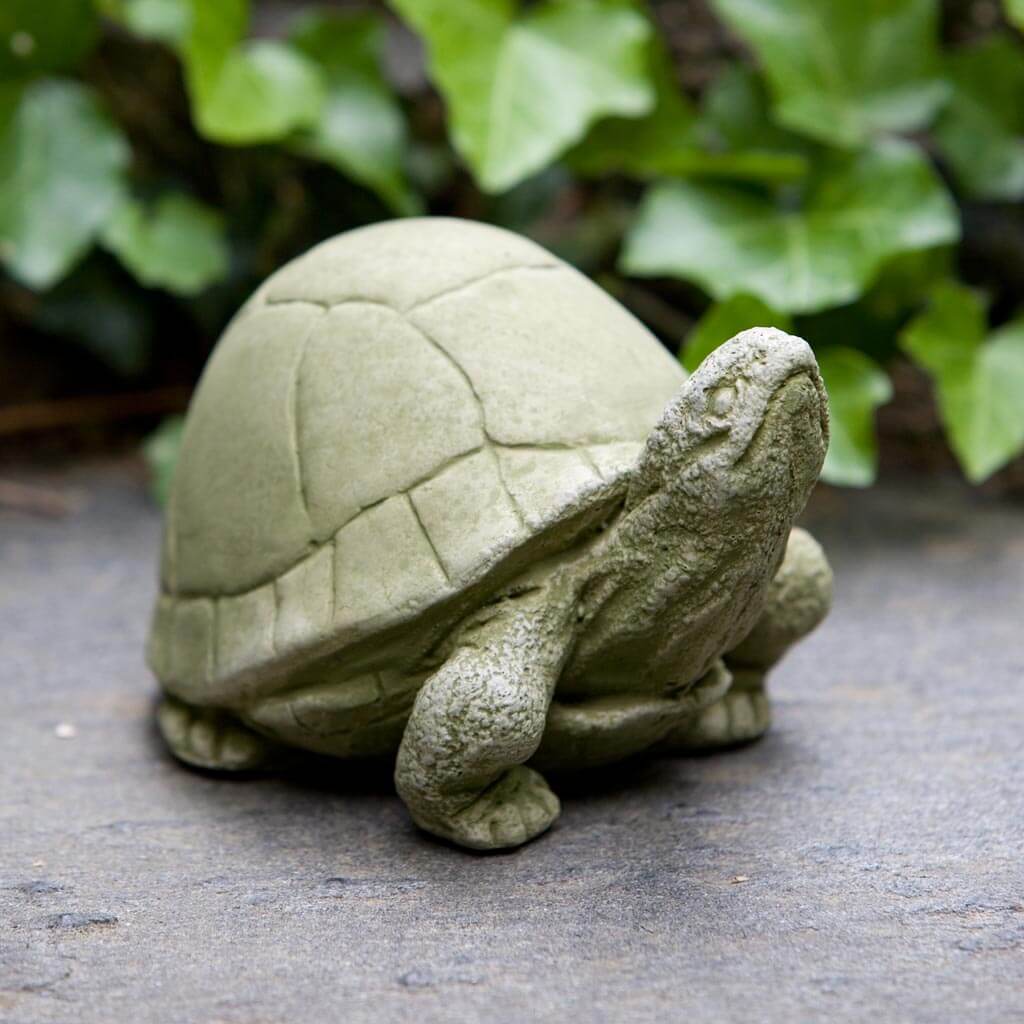 Box Turtle