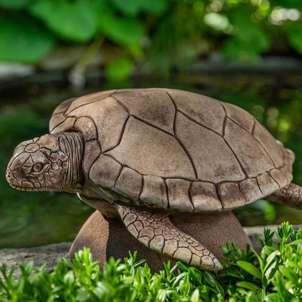 Large Sea Turtle