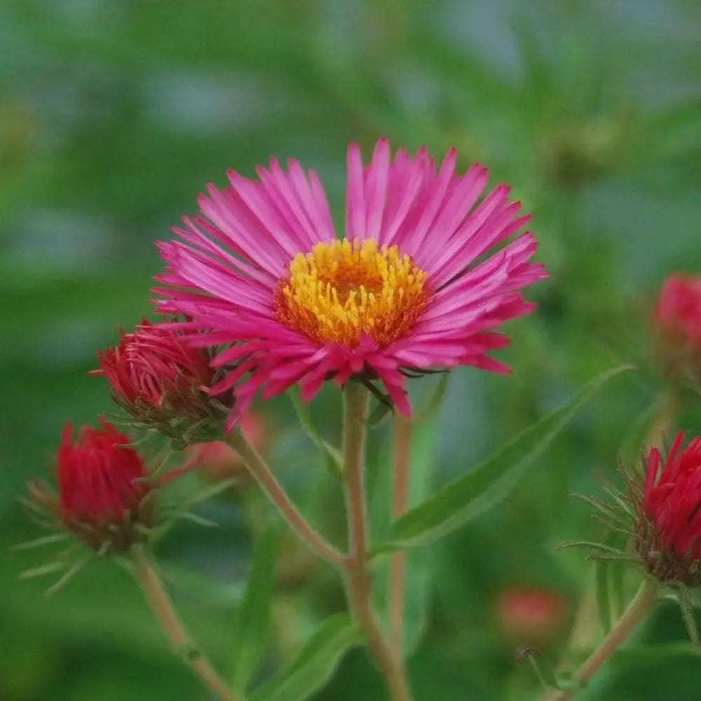 Alma Potchke New England Aster 2 GALLON Perennial
