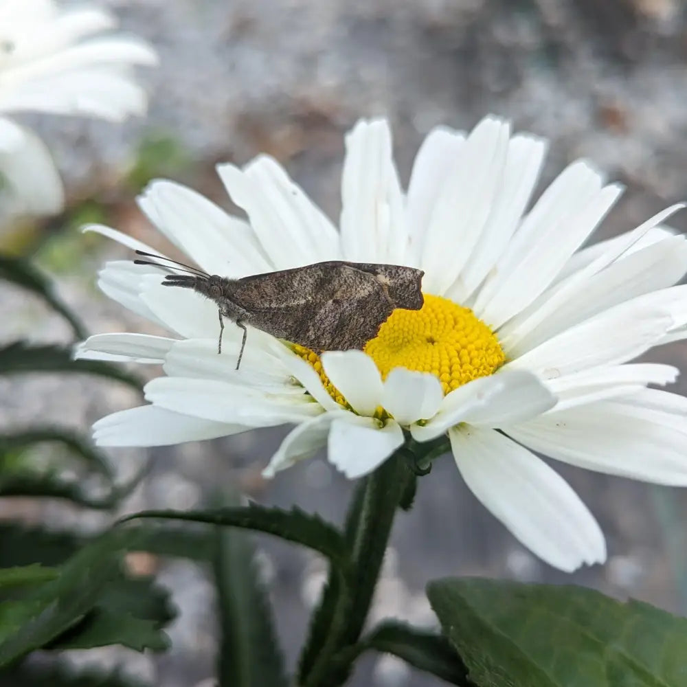 Amazing Daisies® Daisy May® Shasta Daisy 1 GALLON Perennial
