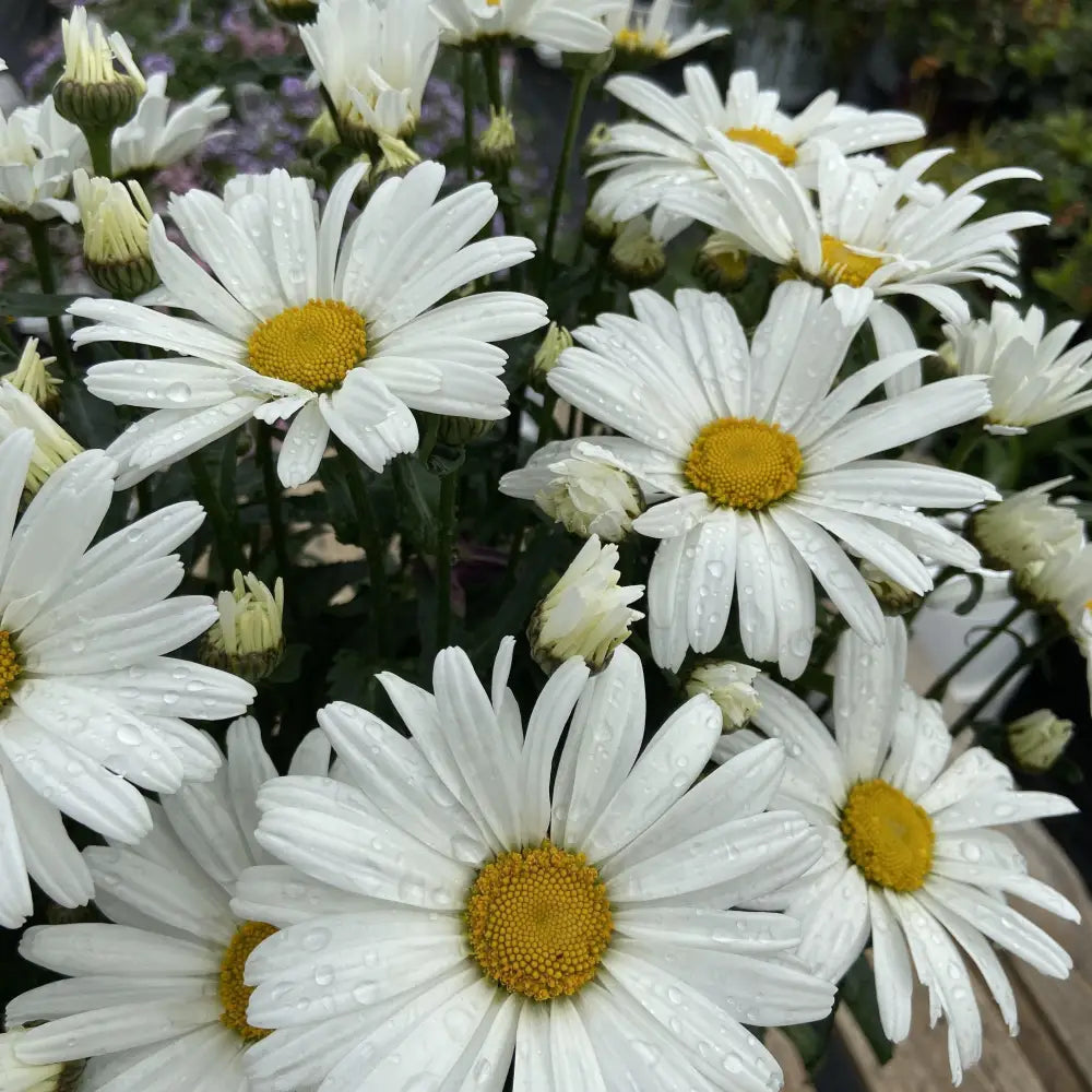 Amazing Daisies® Daisy May® Shasta Daisy 1 GALLON Perennial