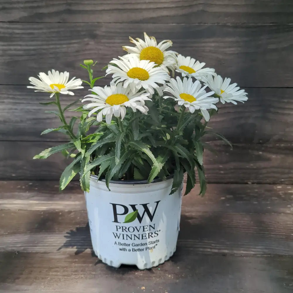 Amazing Daisies® Daisy May® Shasta Daisy 1 GALLON Perennial