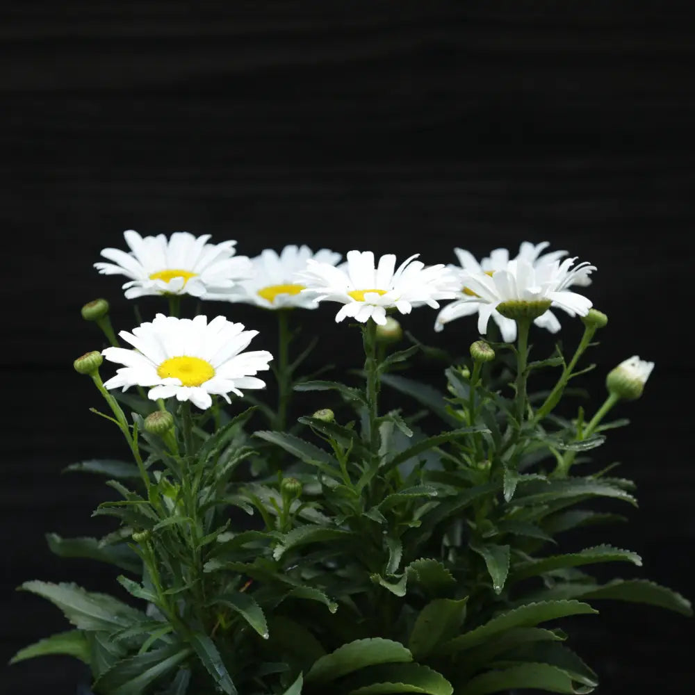 Amazing Daisies® Daisy May® Shasta Daisy 1 GALLON Perennial