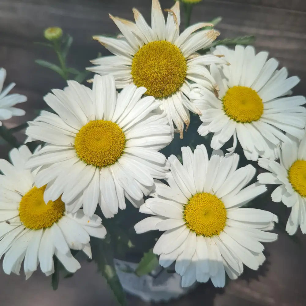Amazing Daisies® Daisy May® Shasta Daisy 1 GALLON Perennial