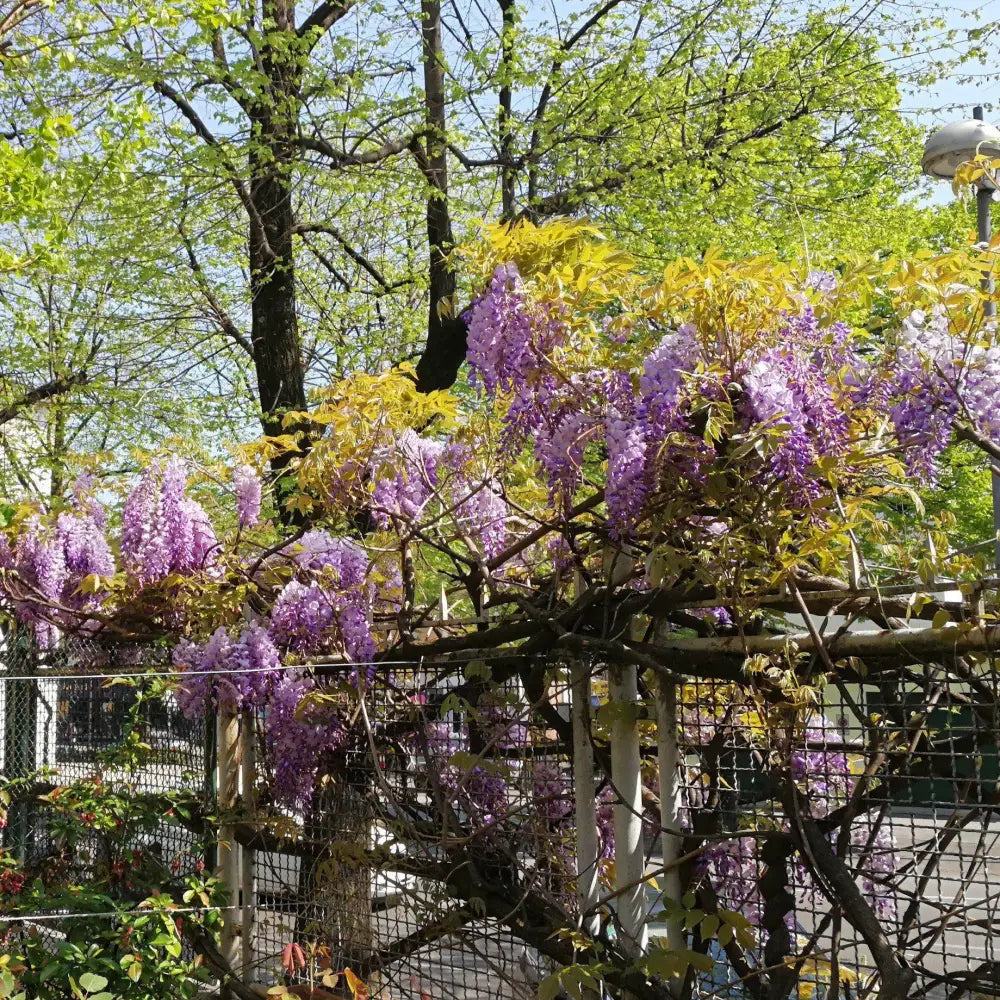 Amethyst Falls Wisteria Shrub