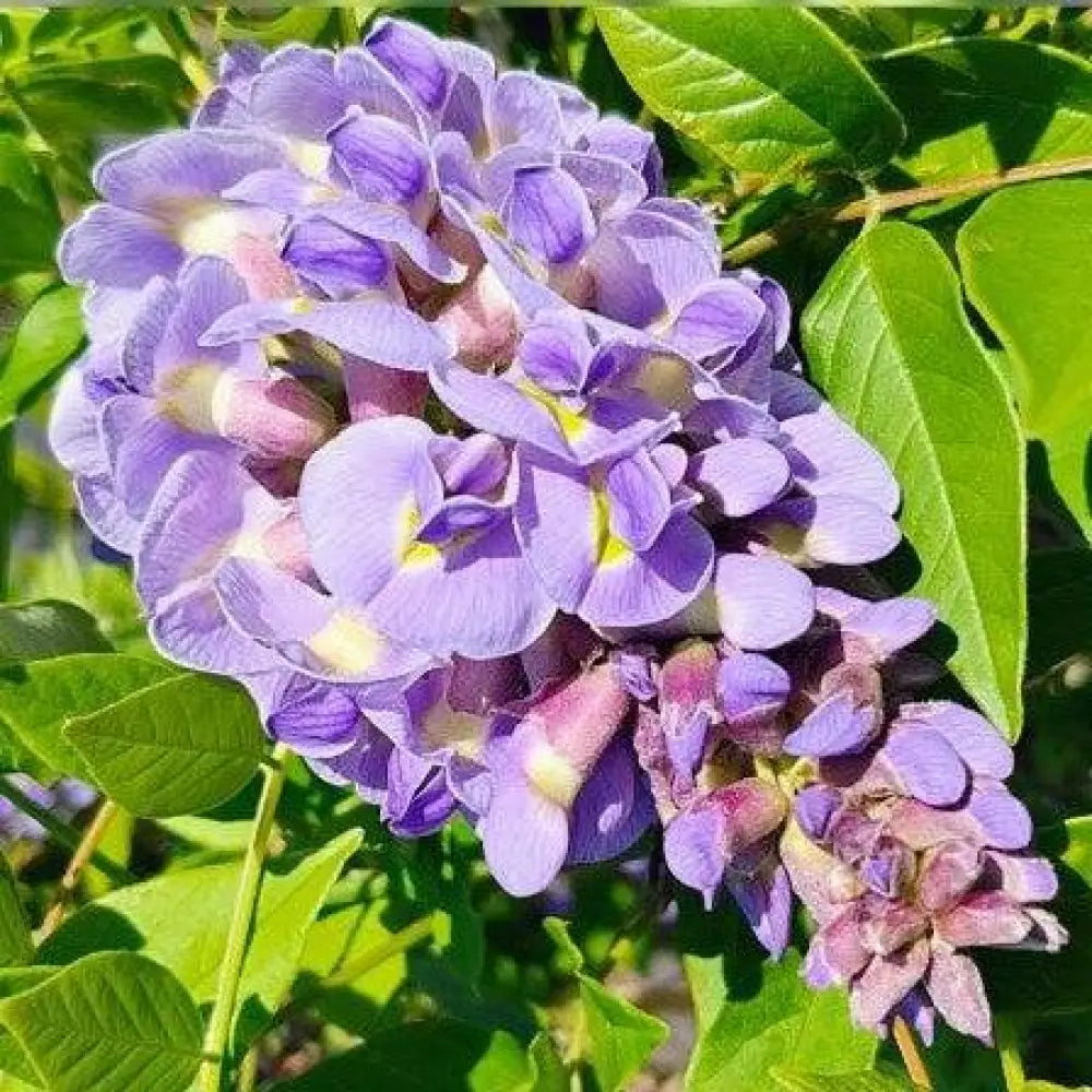 Amethyst Falls Wisteria Shrub