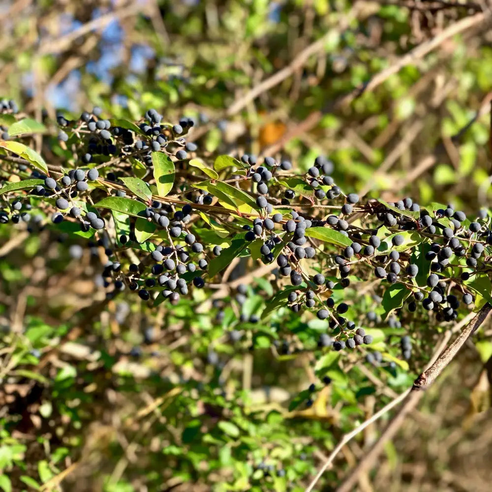 Amur Privet 3 GALLON Shrub
