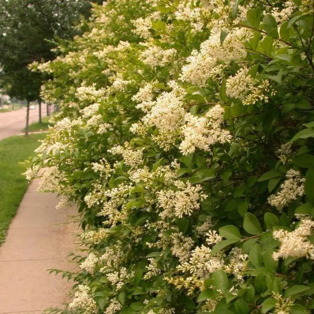 Amur Privet 3 GALLON Shrub