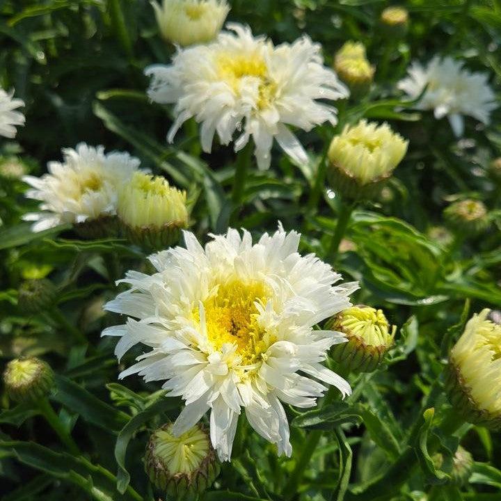 Leucanthemum superbum ’Marshmallow’ - PW® Amazing Daisies® Marshmallow Shasta Daisy
