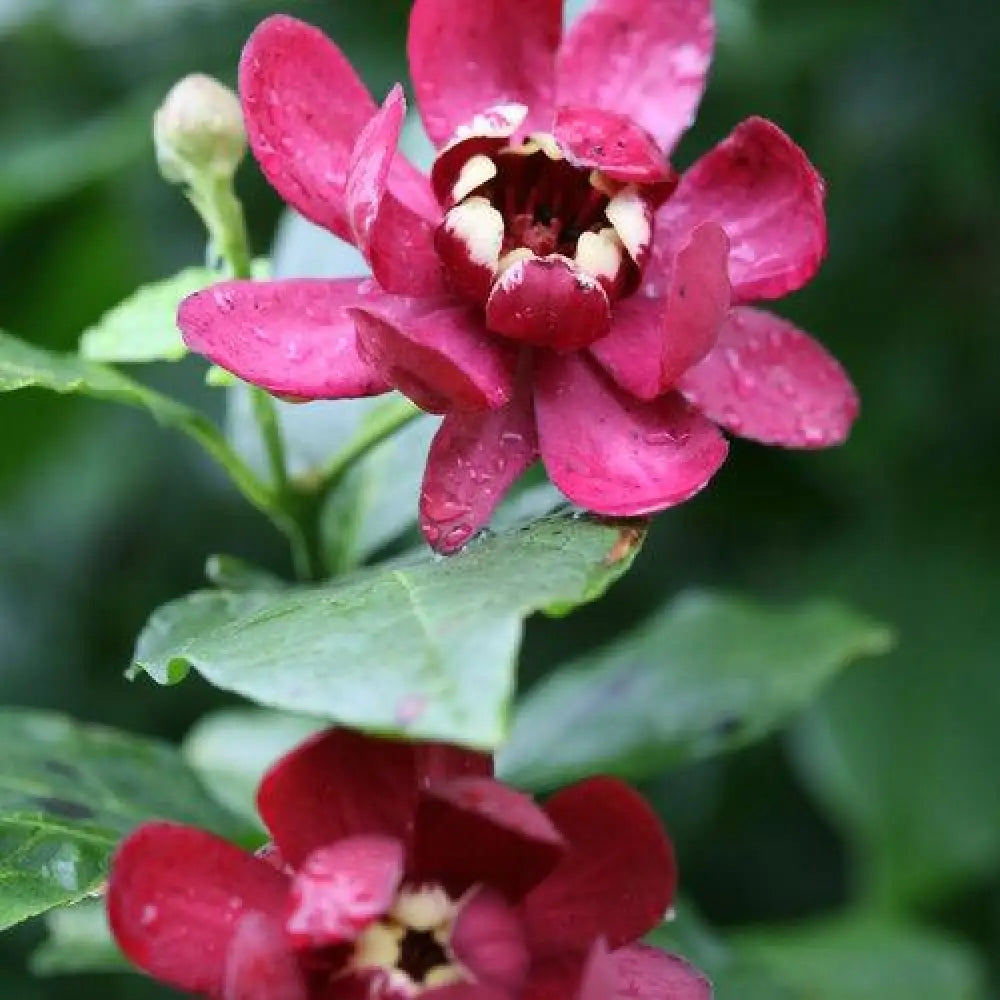 Aphrodite Sweetshrub 3 GALLON Shrub