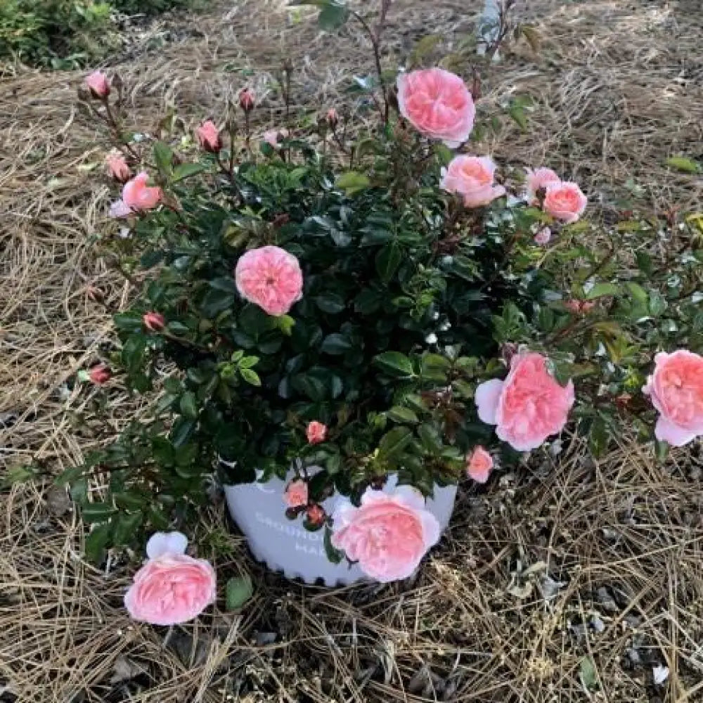 Apricot Drift® Rose 2 GALLON Shrub