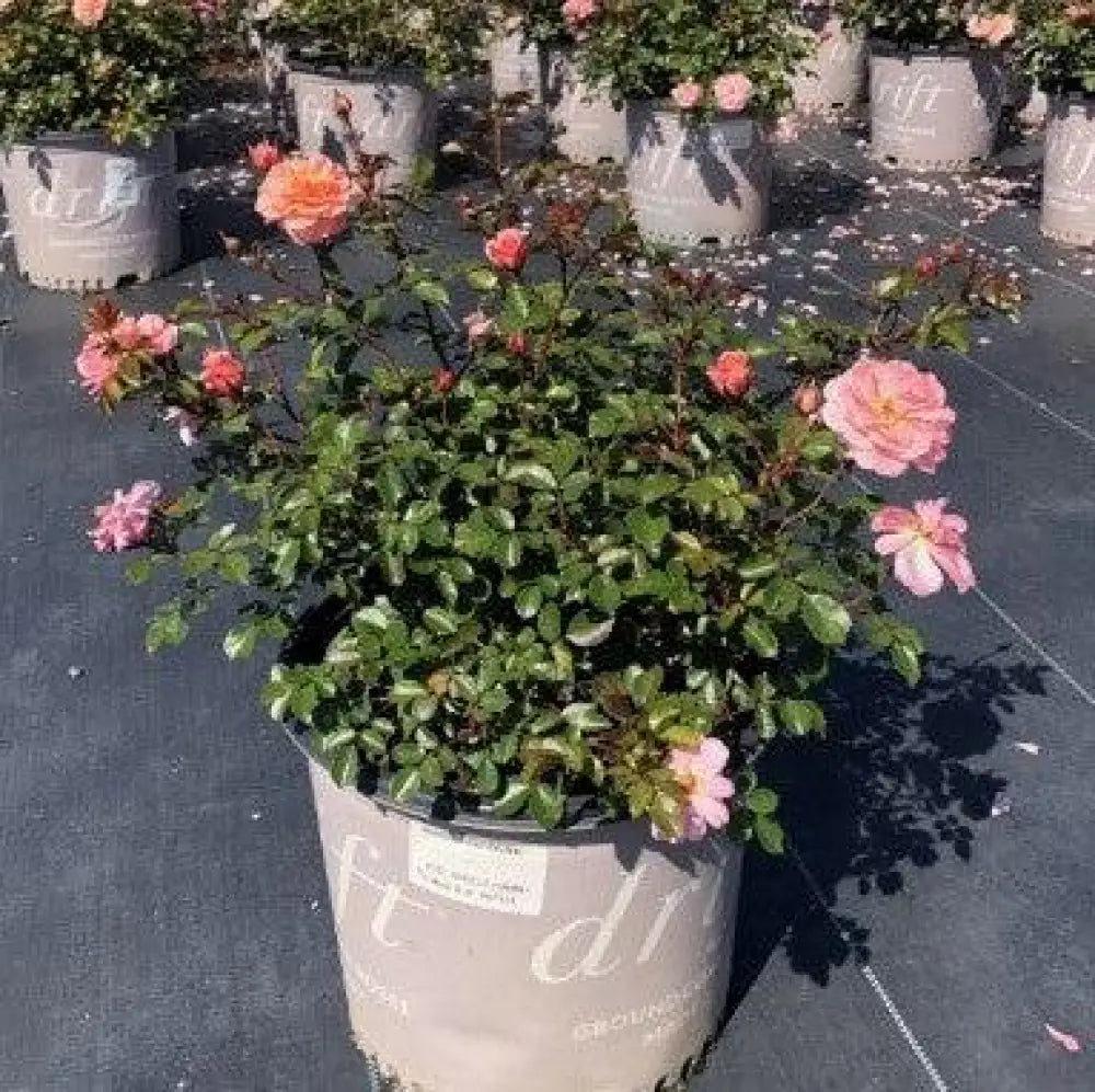 Apricot Drift® Rose 2 GALLON Shrub