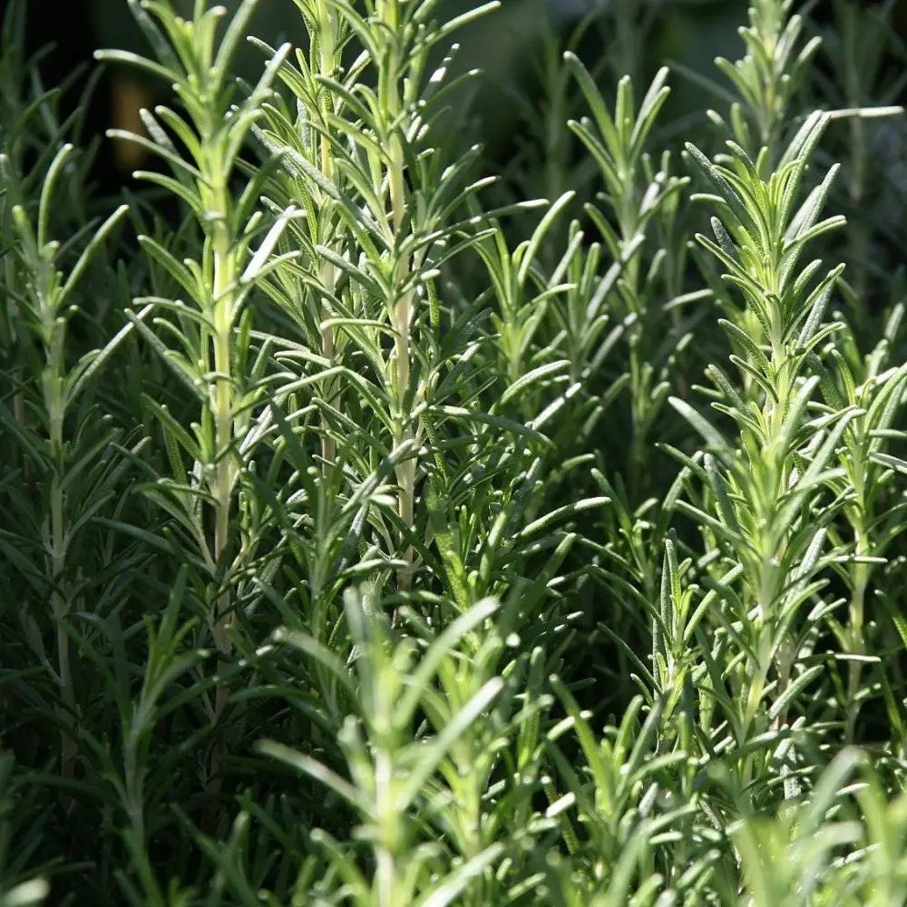Arp Rosemary Shrub