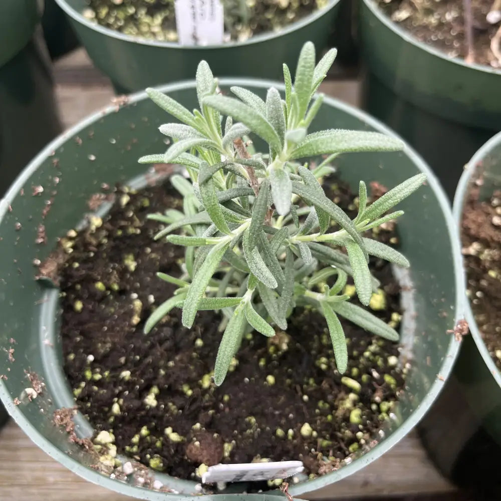 Arp Rosemary Shrub