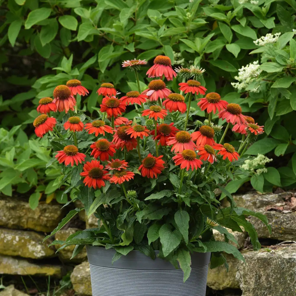 Artisan™ Red Ombre Coneflower Perennial
