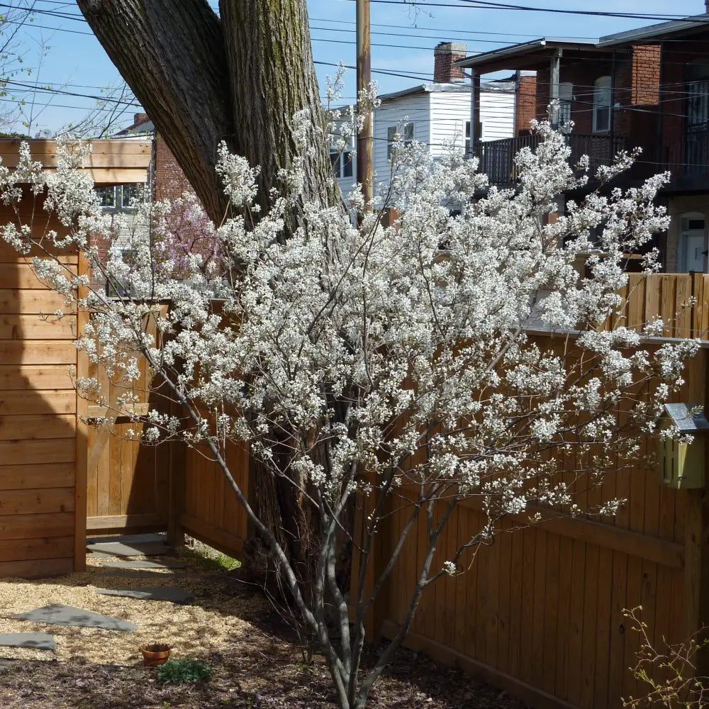 Autumn Brilliance Apple Serviceberry 3 GALLON MULTI STEM Tree