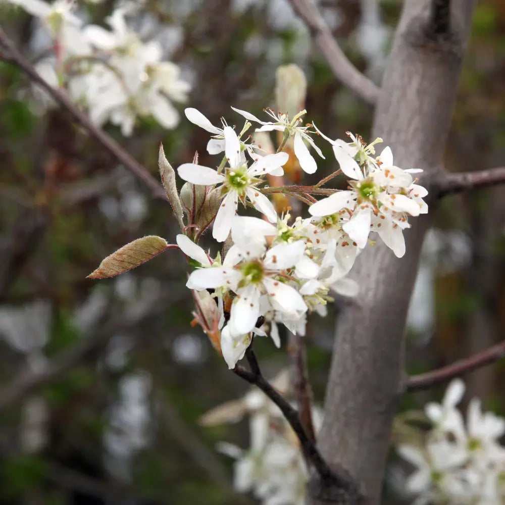 Autumn Brilliance Apple Serviceberry 3 GALLON MULTI STEM Tree