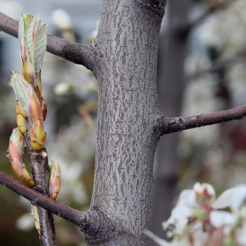 Autumn Brilliance Apple Serviceberry 3 GALLON MULTI STEM Tree